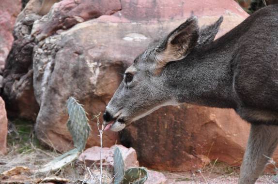 Encontrando um pequeno cervo no fundo do Grand Canyon, no Arizona, nos Estados Unidos